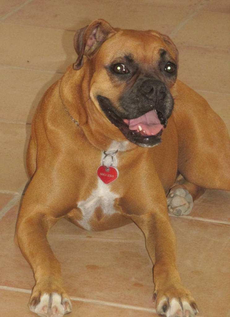 Our boxer Layla lying down